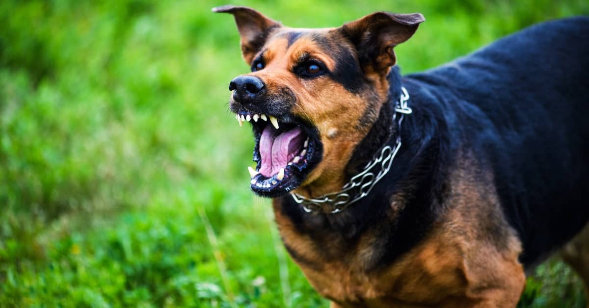 What to Do If You Are Injured in a Dog Attack | Dreyer Boyajian
